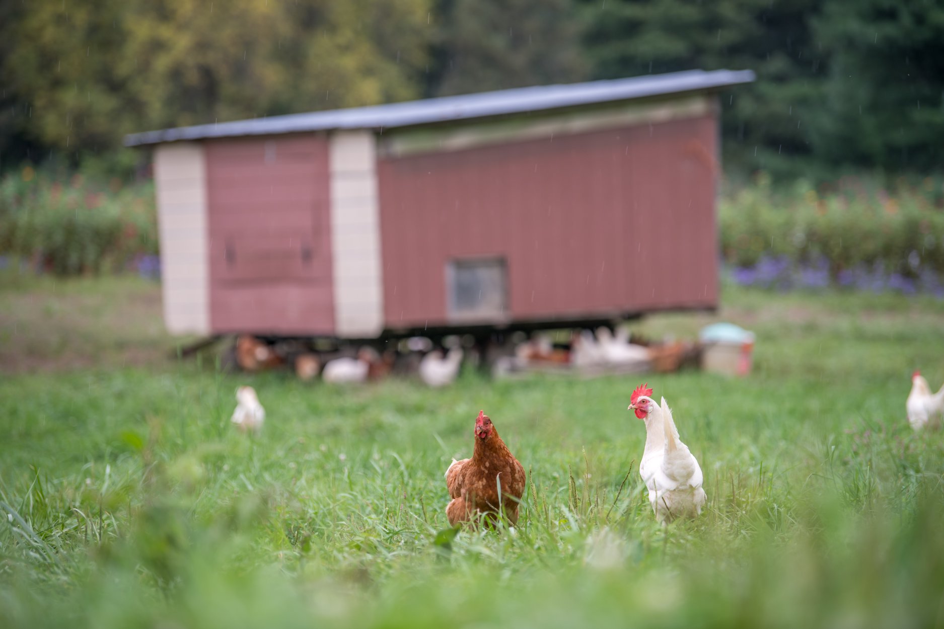 Chicks+at+Farm